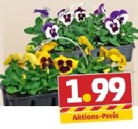 Penny  Viola F1 (gro&szlig;blumig) oder Viola Cornuta (kleinblumig)