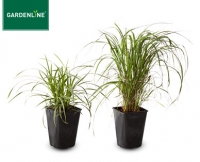 Aldi S&uuml;d  GARDENLINE&reg;Winterhartes Ziergras