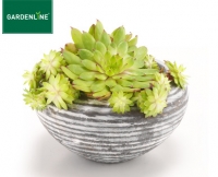 Aldi S&uuml;d  GARDENLINE&reg;Steingartenpflanze