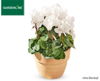 Aldi S&uuml;d  GARDENLINE&reg;Alpenveilchen