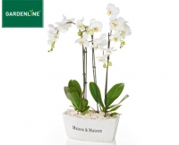 Aldi S&uuml;d  GARDENLINE&reg;Exklusives Orchideen-Arrangement
