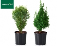 Aldi S&uuml;d  GARDENLINE&reg;Konifere