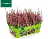 Aldi S&uuml;d  GARDENLINE&reg;Erica Calluna