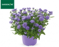 Aldi S&uuml;d  GARDENLINE&reg;Herbstaster