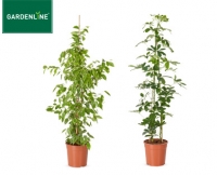 Aldi S&uuml;d  GARDENLINE&reg;Solit&auml;rpflanze