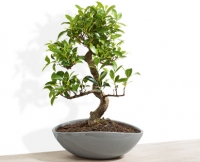 Aldi S&uuml;d  GARDENLINE&reg;Bonsai