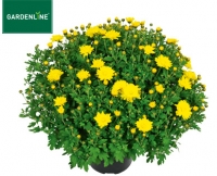 Aldi S&uuml;d  GARDENLINE&reg;Bauern-Chrysantheme