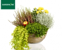 Aldi S&uuml;d  GARDENLINE&reg;Bepflanztes Holzgef&auml;&szlig; oder bepflanzter Weidenkorb