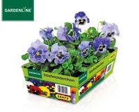 Aldi S&uuml;d  GARDENLINE&reg;Stiefm&uuml;tterchen, Chrysanthemen oder Nelken