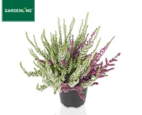 Aldi S&uuml;d  GARDENLINE&reg;Solit&auml;r-Lizenz-Callune CalluNova&reg;, Juvelis&reg;, WiBo&acute;s&reg;