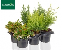 Aldi S&uuml;d  GARDENLINE&reg;Herbstmix