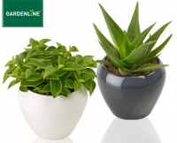 Aldi S&uuml;d  GARDENLINE&reg;Sukkulente im Keramiktopf