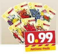 Penny  Blumenzwiebeln