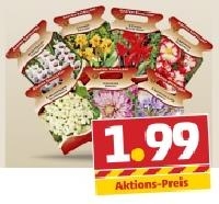 Penny  GARTEN EXCELLENT Premium-Blumenzwiebeln