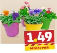 Penny  Hornveilchen o. G&auml;nsebl&uuml;mchen