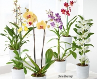 Aldi S&uuml;d  GARDENLINE&reg;Orchidee
