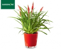 Aldi S&uuml;d  GARDENLINE&reg;Bromelie