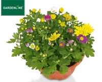 Aldi S&uuml;d  GARDENLINE&reg; Chrysanthemenschale