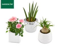 Aldi S&uuml;d  GARDENLINE&reg; Mini-Pflanze