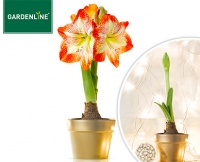 Aldi S&uuml;d  GARDENLINE&reg; Amaryllis
