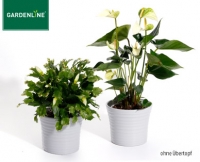 Aldi S&uuml;d  GARDENLINE&reg;Weihnachtlicher Bl&uuml;hmix