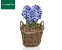 Aldi S&uuml;d  GARDENLINE&reg;Hyazinthen, weihnachtlich
