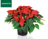 Aldi S&uuml;d  GARDENLINE&reg;Weihnachtssternbusch