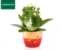 Aldi S&uuml;d  GARDENLINE&reg;Bepflanzte Weihnachtskeramik