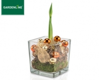 Aldi S&uuml;d  GARDENLINE&reg;Weihnachtliche Amaryllis