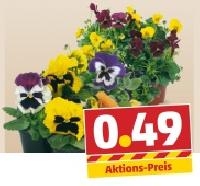 Penny  Stiefm&uuml;tterchen