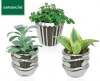 Aldi S&uuml;d  GARDENLINE&reg;Mini-Pflanze
