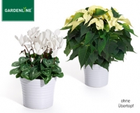 Aldi S&uuml;d  GARDENLINE&reg;Weihnachtlicher Bl&uuml;hmix