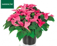 Aldi S&uuml;d  GARDENLINE&reg;Weihnachtssternbusch