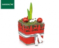 Aldi S&uuml;d  GARDENLINE&reg;Weihnachtliche Amaryllis