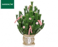 Aldi S&uuml;d  GARDENLINE&reg;Weihnachtsbaum