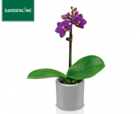 Aldi S&uuml;d  GARDENLINE&reg; Mini-Orchidee im Keramiktopf