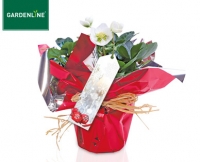 Aldi S&uuml;d  GARDENLINE&reg;Christrose in Geschenkverpackung