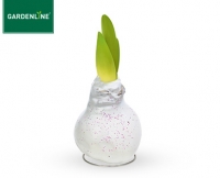 Aldi S&uuml;d  GARDENLINE&reg;Amaryllis mit Wachsfu&szlig;