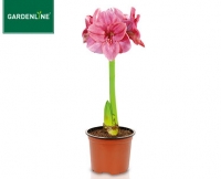 Aldi S&uuml;d  GARDENLINE&reg;Amaryllis