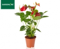Aldi S&uuml;d  GARDENLINE&reg;Exotische Pflanze