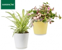 Aldi S&uuml;d  GARDENLINE&reg;Gr&uuml;npflanze mit &Uuml;bertopf