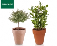 Aldi S&uuml;d  GARDENLINE&reg;Gew&uuml;rzst&auml;mmchen im Terrakottatopf