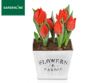 Aldi S&uuml;d  GARDENLINE&reg;Blumenzwiebeln im Korb