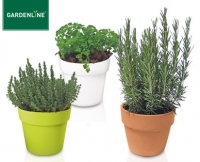 Aldi S&uuml;d  GARDENLINE&reg;Gew&uuml;rzkr&auml;uter im &Uuml;bertopf