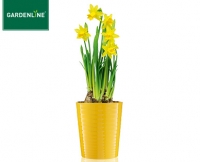 Aldi S&uuml;d  GARDENLINE&reg; Bl&uuml;hendes Pflanzensortiment
