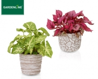 Aldi S&uuml;d  GARDENLINE&reg;Pflanzen-Mix in Trendkeramik