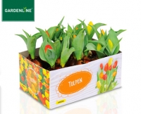 Aldi S&uuml;d  GARDENLINE&reg;Blumenzwiebeln, angetrieben