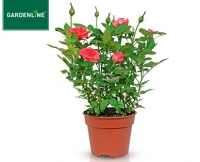 Aldi S&uuml;d  GARDENLINE&reg; Topfrose