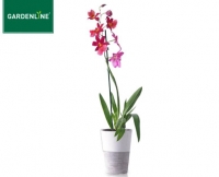 Aldi S&uuml;d  GARDENLINE&reg;Orchidee