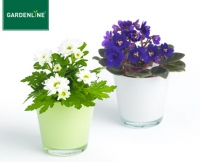 Aldi S&uuml;d  GARDENLINE&reg;Mini-Pflanze im Glastopf